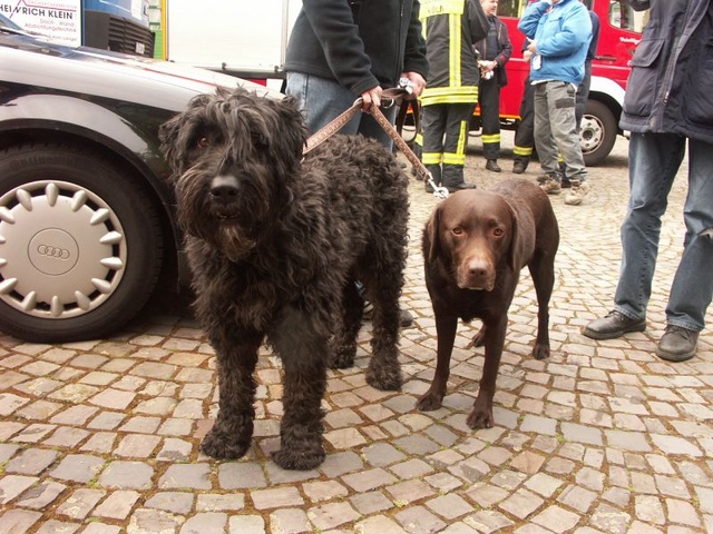 M�llsuchhunde