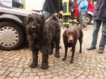 M�llsuchhunde
