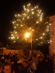 Titelbild des Albums: Weihnachtsbaum 2008