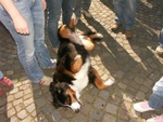 Hundepose
