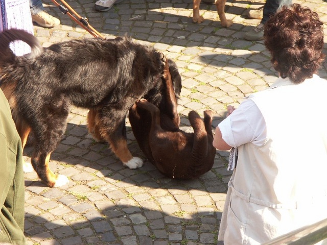 Die spielen nur!