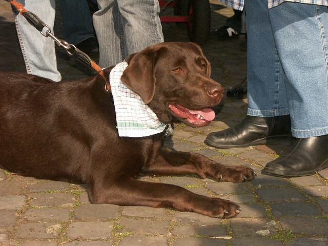 Tr�mmerhund